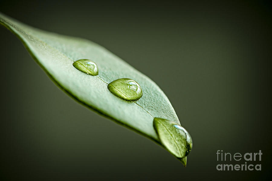 Water drops on a leaf